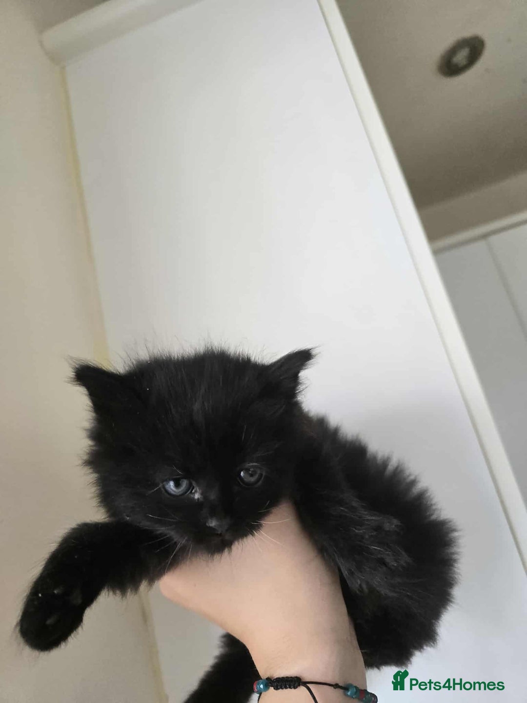 Mixed Breed cats for sale: 3 beautiful kittens ready for there new homes - Image 1