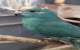 Parakeets birds for sale: 3 Beautiful Kakarikis for sale. 2 males, 1 female. - Image 1