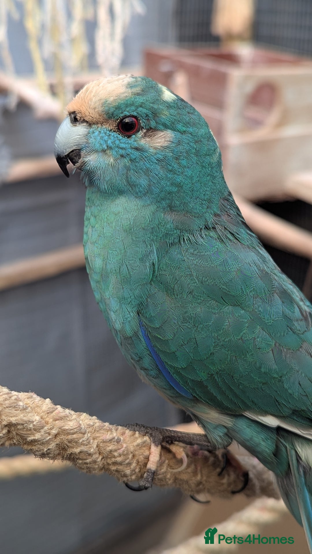 Parakeets birds for sale: 3 Beautiful Kakarikis for sale. 2 males, 1 female. - Image 1