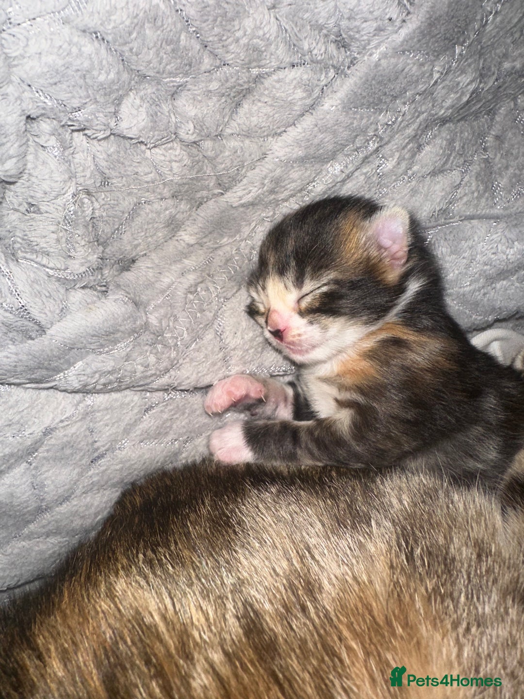 Mixed Breed cats for sale: Kittens  - Advert 5