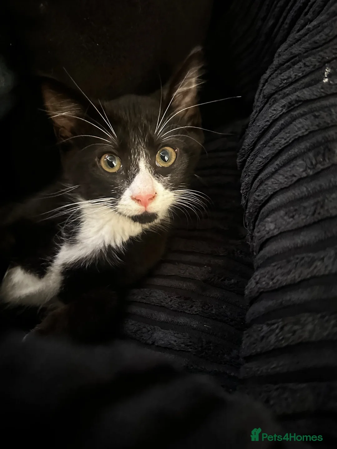 Mixed Breed cats for sale: Male black and white cat in Thetford - Advert 2