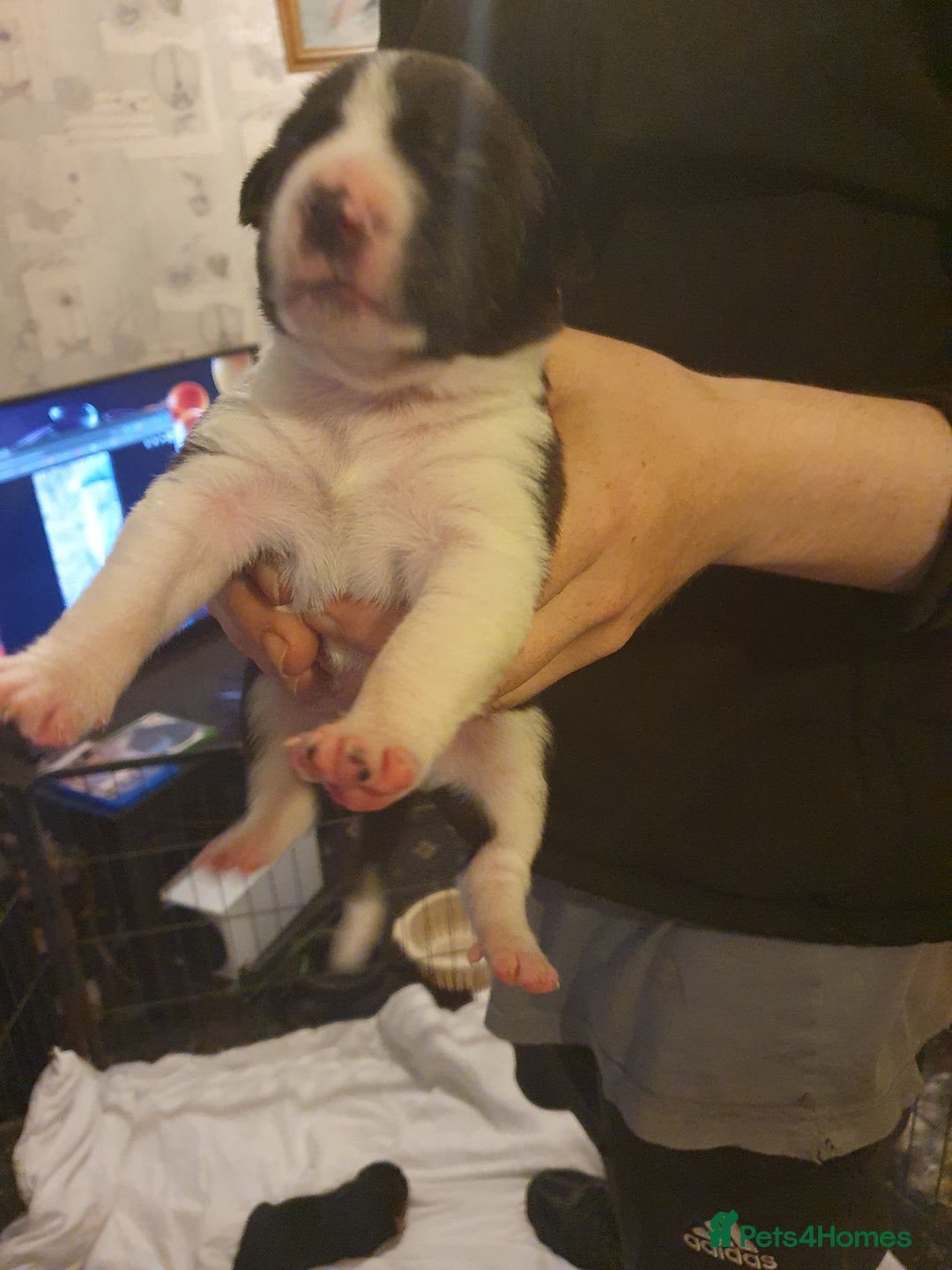 Mixed Breed dogs for sale: Border collie and springerdor puppies - Image 9