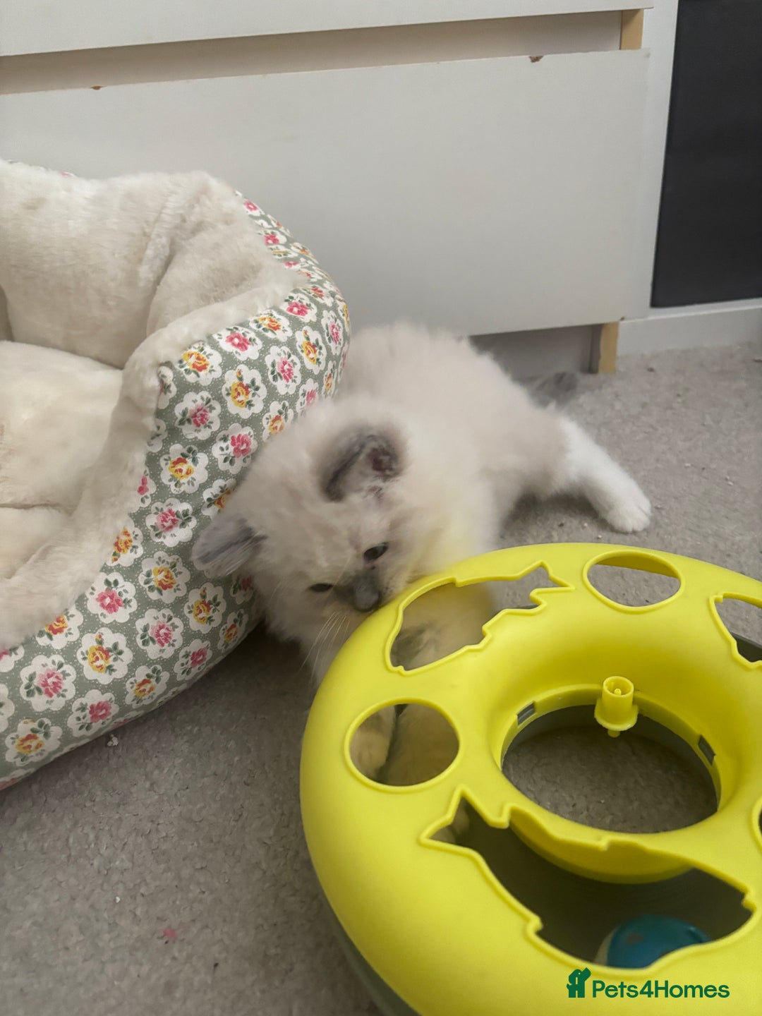 Ragdoll cats for sale: Last two Ragdoll Female kittens for sale  - Image 5