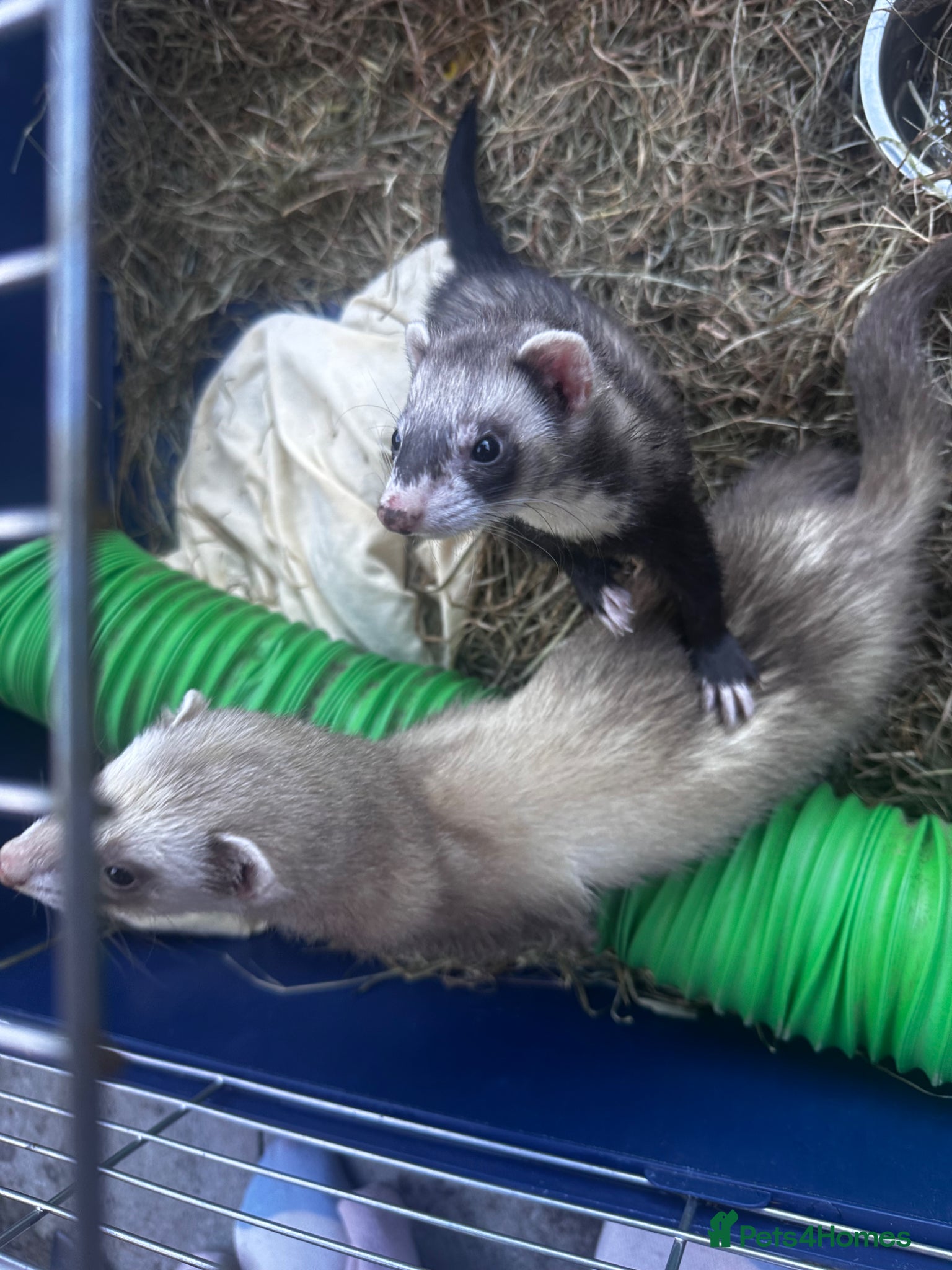Ferret rodents for sale: 2 female ferrets  - Advert 4