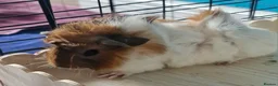 Guinea Pig rodents for sale: Beautiful funky guinea pigs - Advert 21