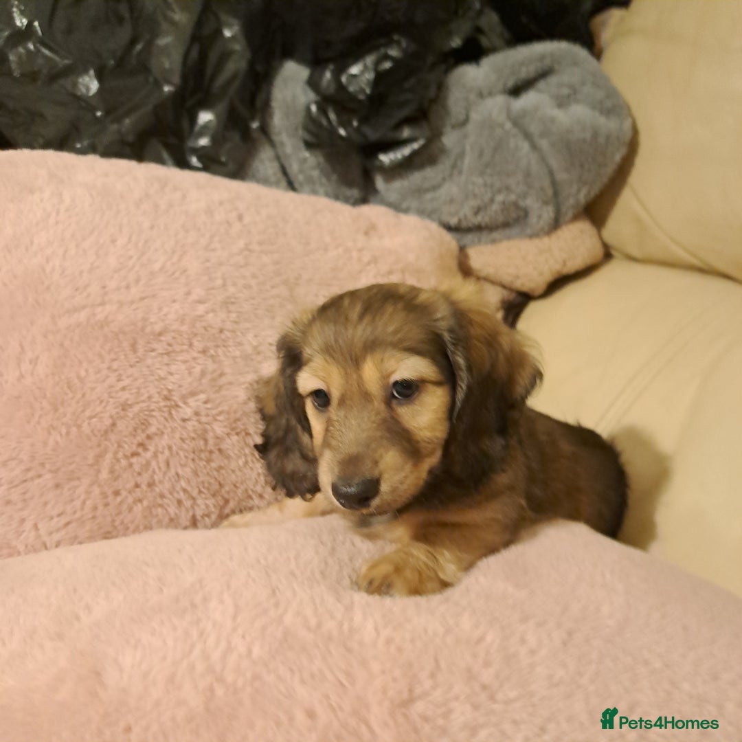 Miniature Dachshund dogs for sale: 3 Cute Longhaired Mini Dachshunds Pedigree - Image 3