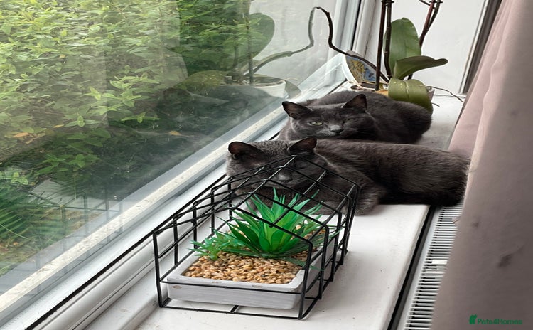 Russian Blue cats - Advert 2