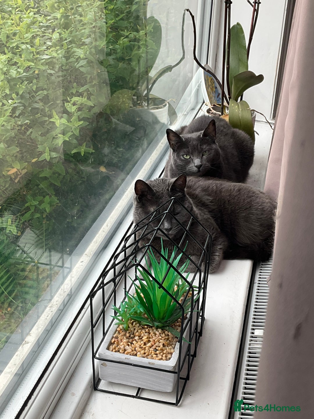 Russian Blue cats for sale: Russian Blue Mother and Daughter - Image 1