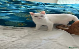 British Shorthair cats for sale: 2 beautiful kittens. Indoor only. Ideal go 2gether - Image 2