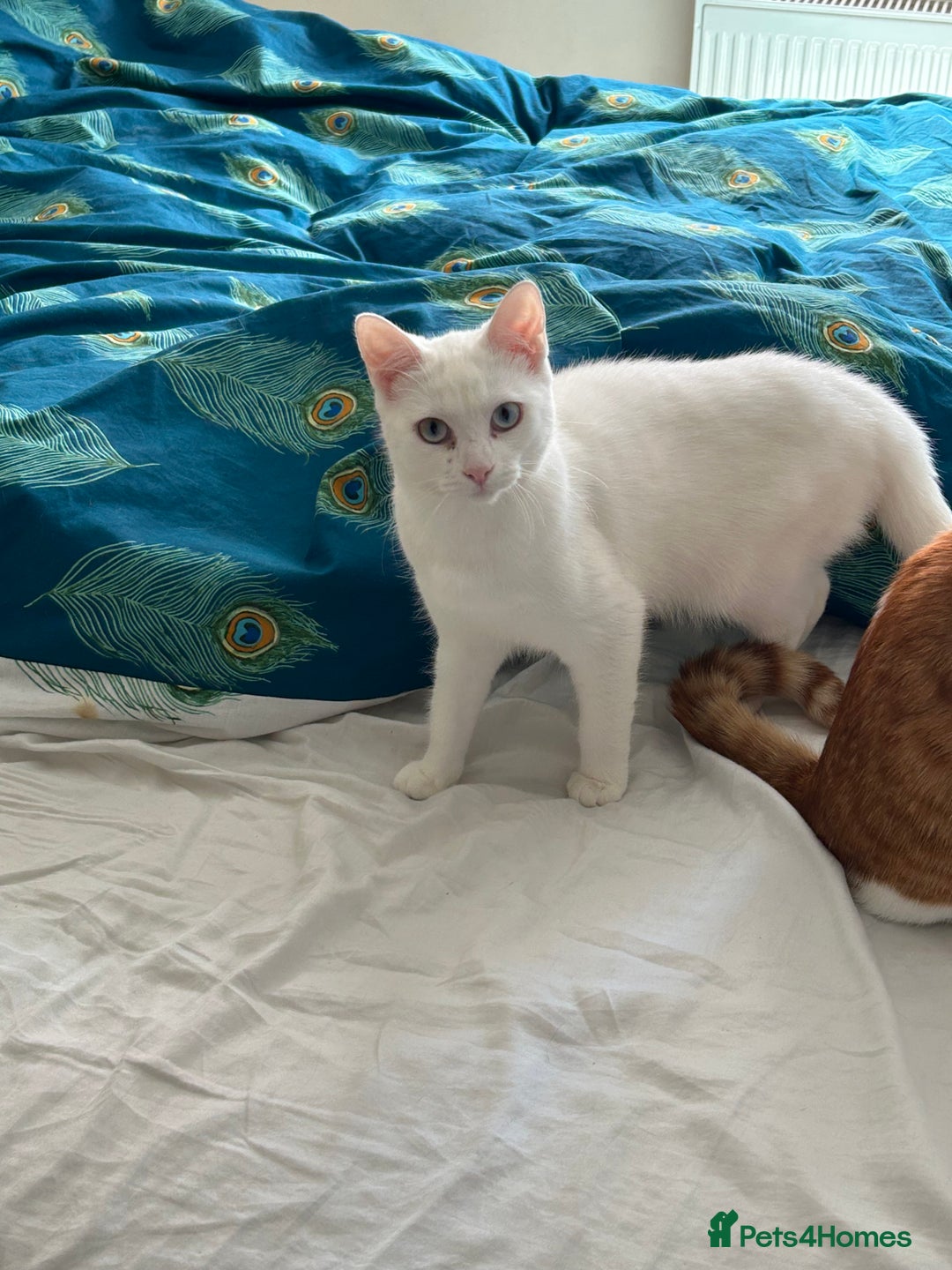 British Shorthair cats for sale: 2 beautiful kittens. Indoor only. Ideal go 2gether - Image 2