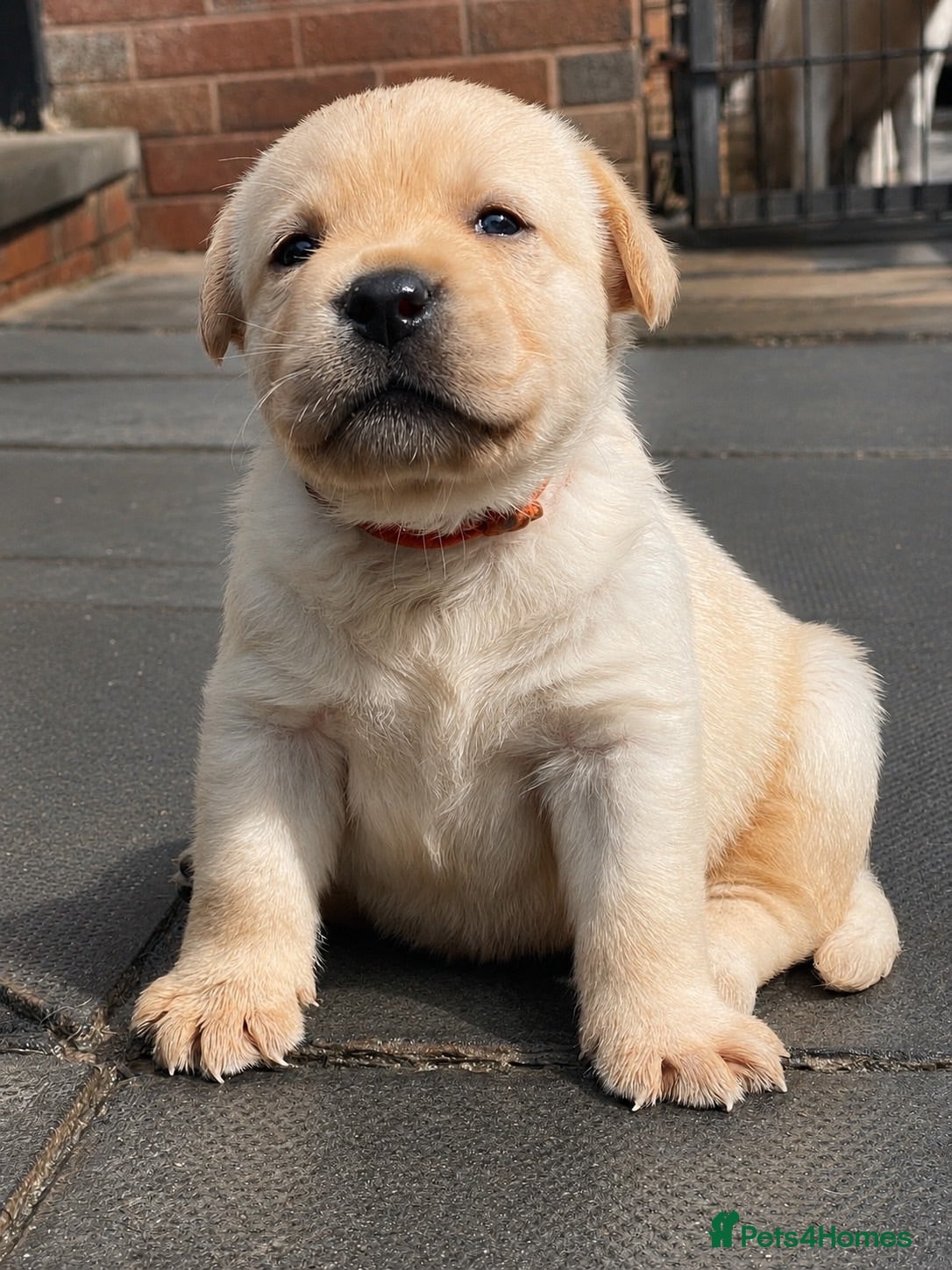 Labrador Retriever dogs Show bred Labrador puppies (parents health tested) - Advert 3