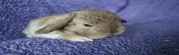 Mini Lop rabbits for sale: Baby mini lop rabbits for sale  - Advert 7