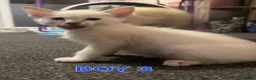 Mixed Breed cats for sale: Beautiful Oriental x Ragdolls in Kirknewton - Advert 3