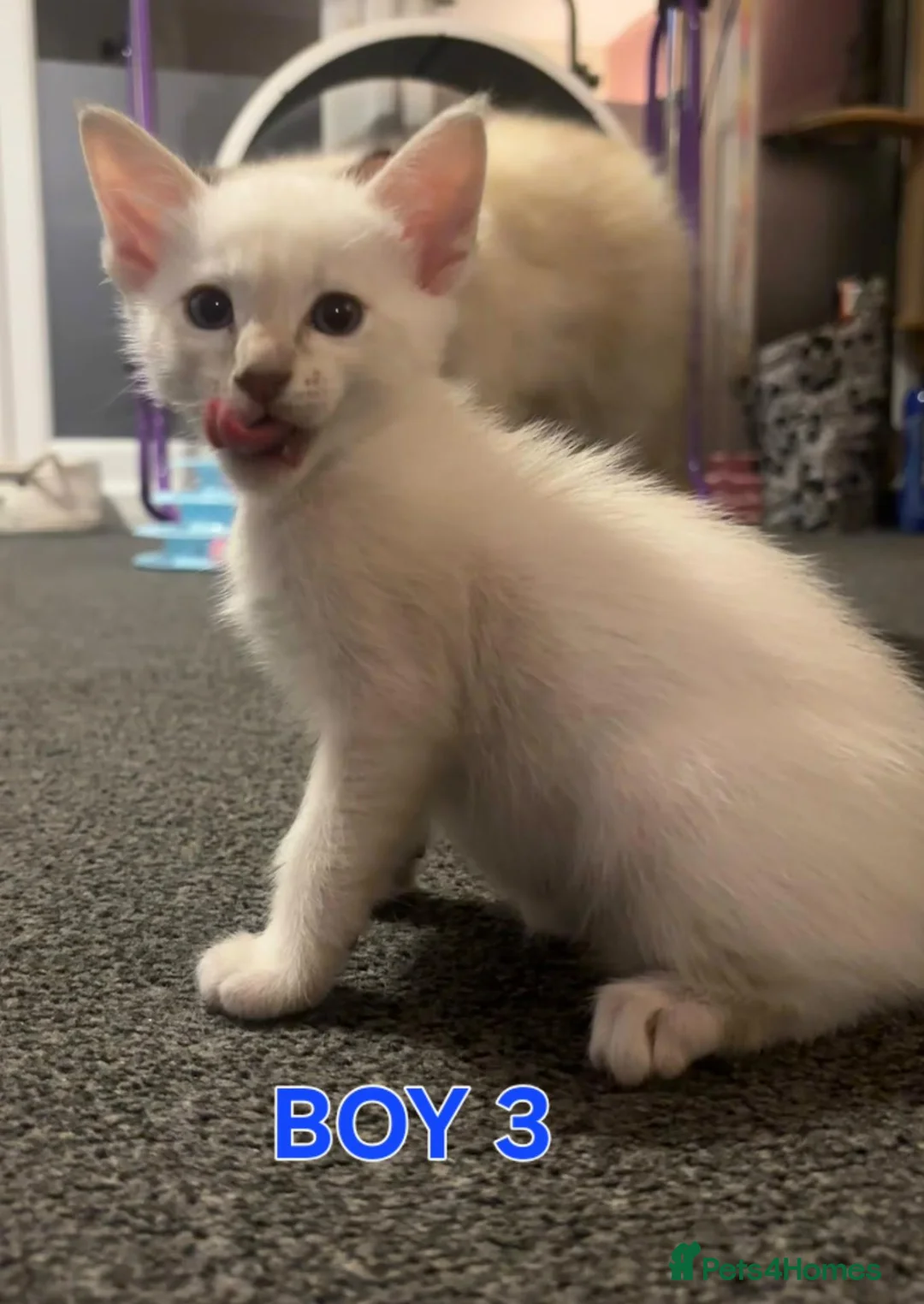 Mixed Breed cats for sale: Beautiful Oriental x Ragdolls in Kirknewton - Advert 3