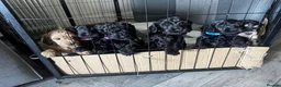 Cockapoo dogs for sale: Cockapoo Litter, 2 dogs, 2 bitches available  in Tamworth - Advert 7