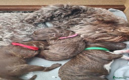 Lagotto Romagnolo dogs for sale: Lagotto Romagnolo, pure breed, KC reg litter - Image 12