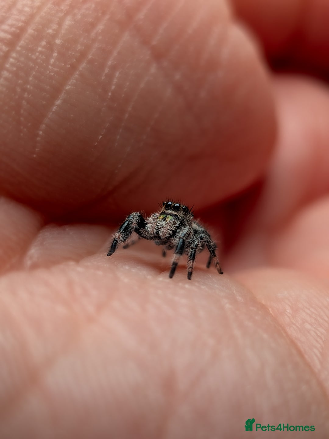 Spiders invertebrates for sale: i6 Phidippus Regius Bahamas female (random picked) - Image 3