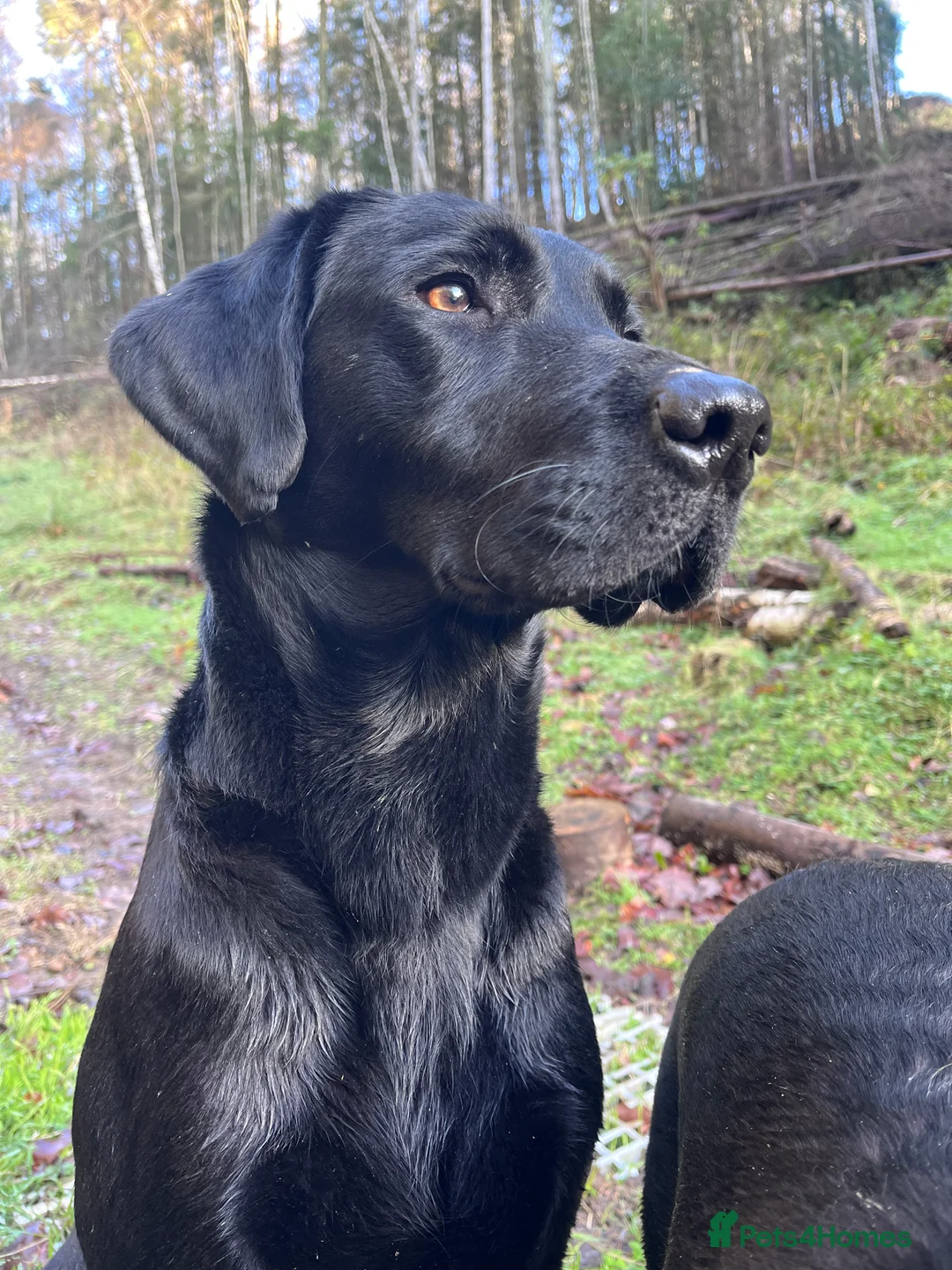 Labrador Retriever dogs for stud: Labrador stud boys in Saltburn-by-the-Sea - Advert 18
