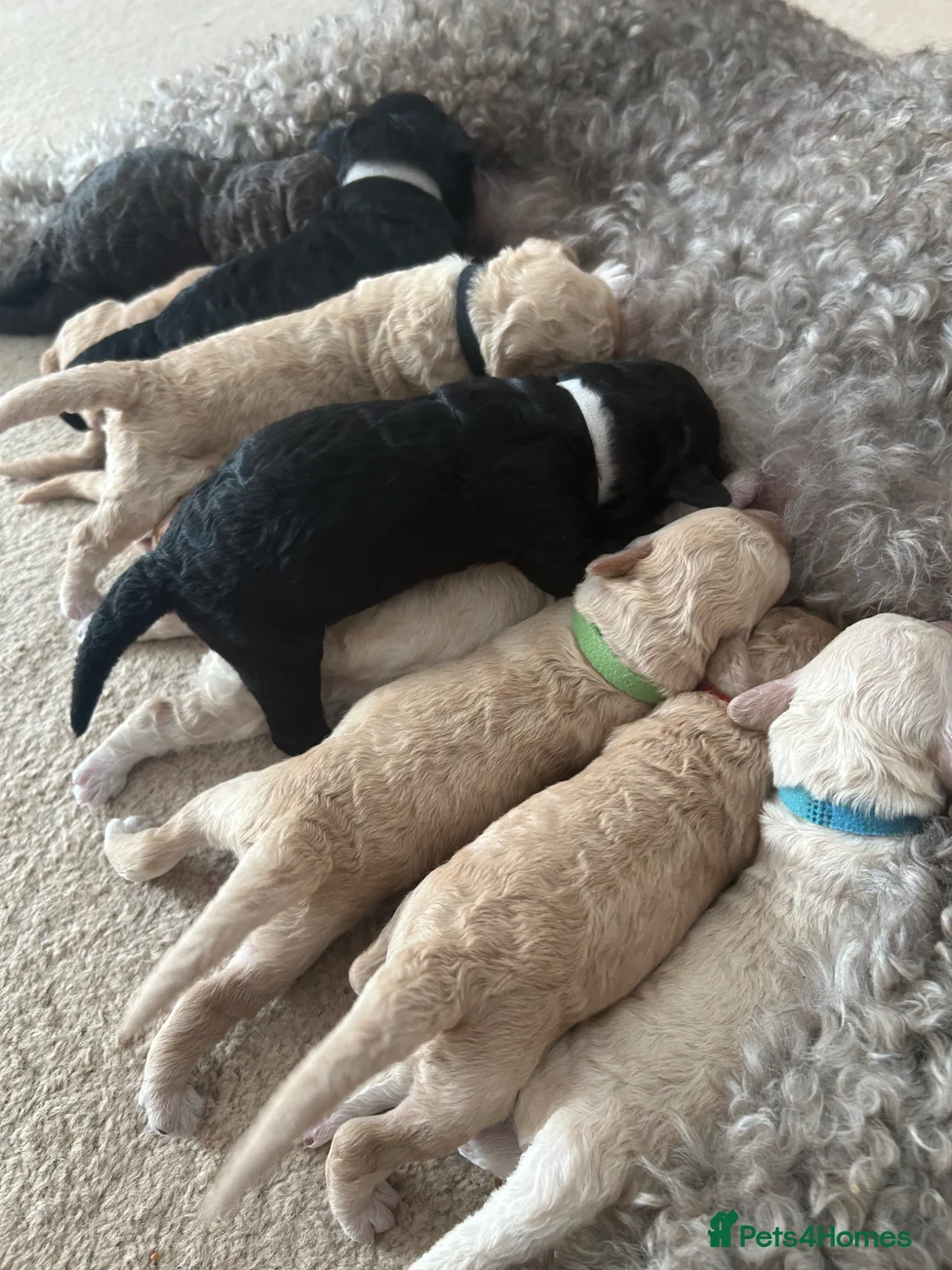 Labradoodle dogs for sale: Rare multi generational labradoodle Puppies - Advert 23