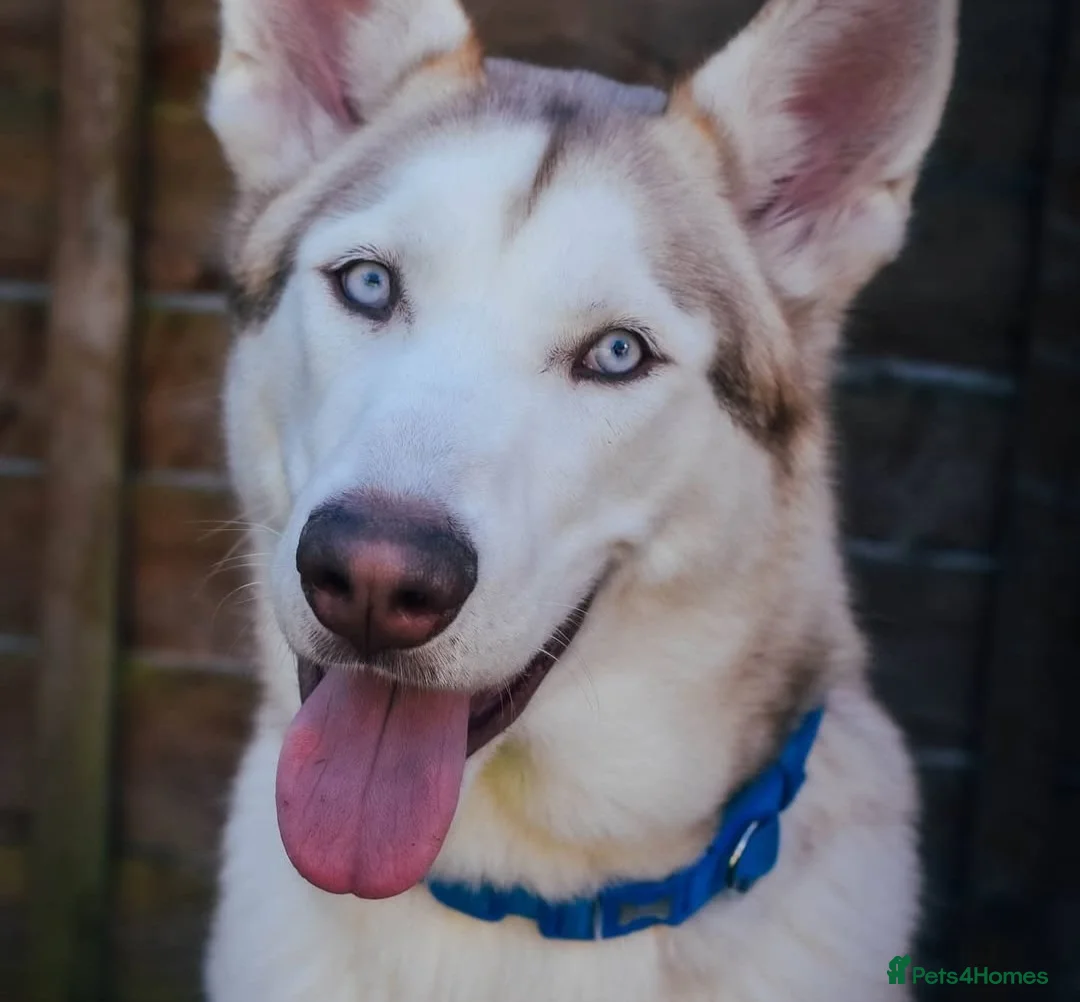 Siberian Husky dogs for sale: Stunning Siberian Husky Puppies – Blue Eyes - Advert 2