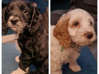 Cockapoo dogs - Advert 20