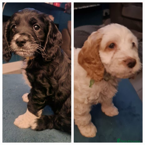 Cockapoo dogs - Advert 1