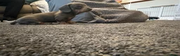 Miniature Dachshund dogs for sale: 2 gorgeous little girls left sliver and a blue  - Advert 5