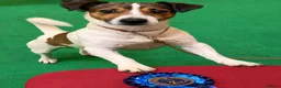 Jack Russell dogs for sale: 5 Jack Russell Puppies for Sale - Advert 24