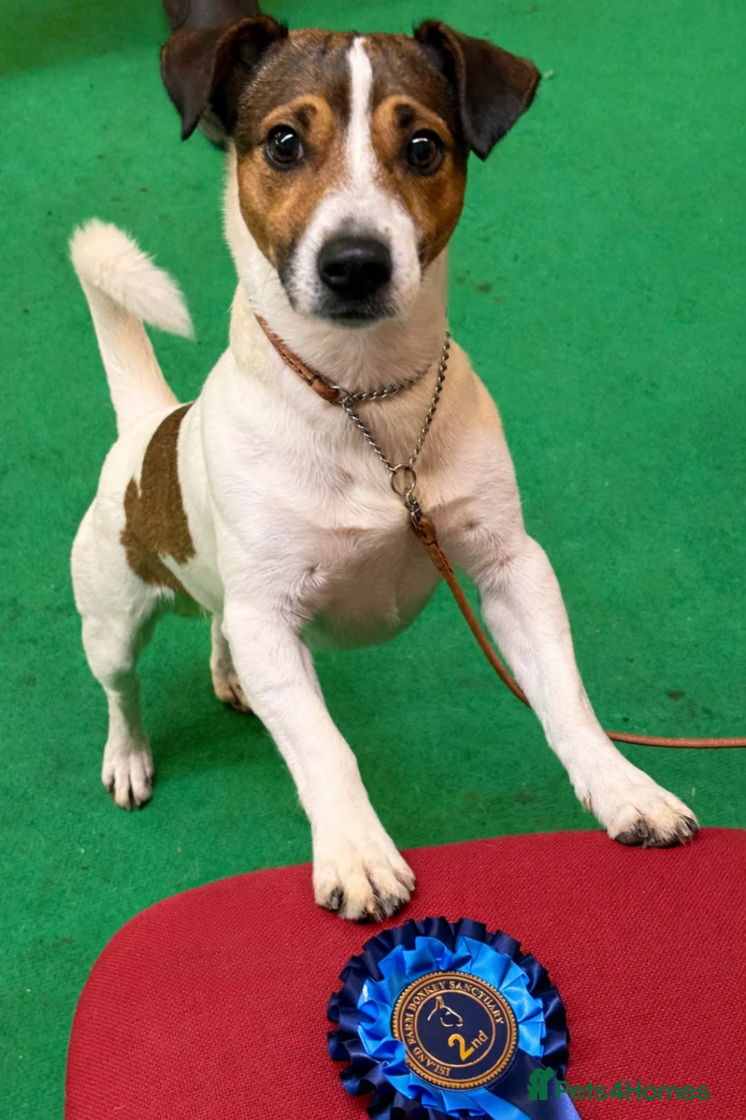 Jack Russell dogs for sale: 5 Jack Russell Puppies for Sale - Advert 24