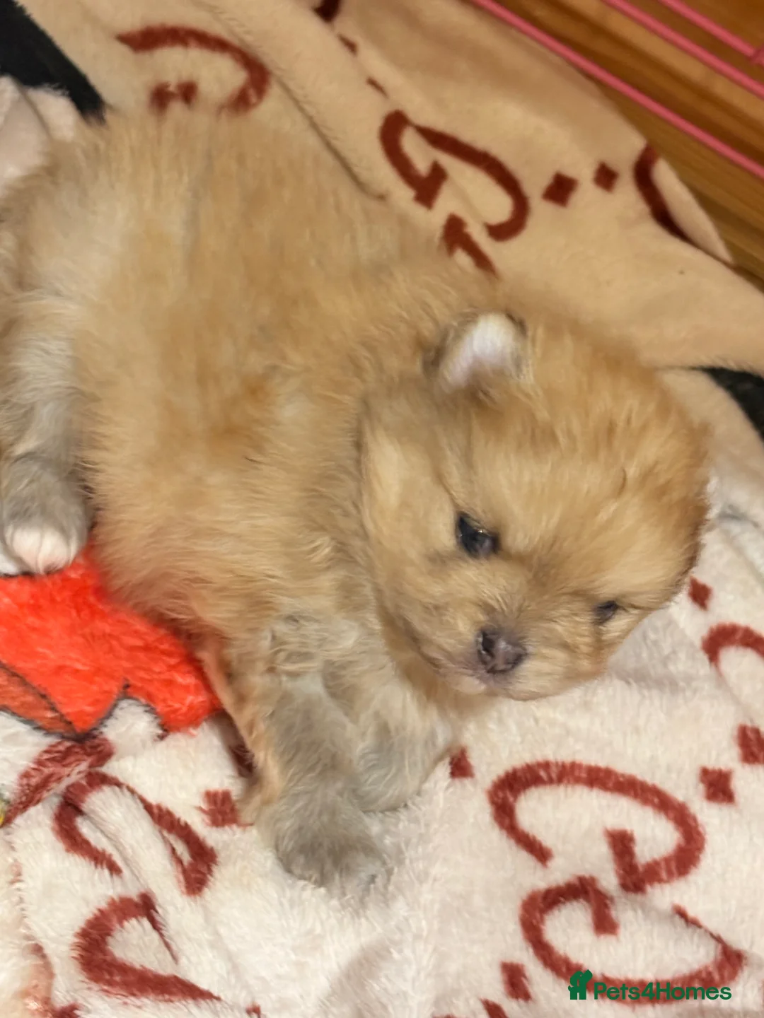 Pomeranian dogs for sale: Beautiful baby Boy fluffy and cuddly  - Advert 10