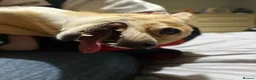 Chihuahua dogs for sale: 3 Female Chihuahua Puppies for Sale in Burnley - Advert 1