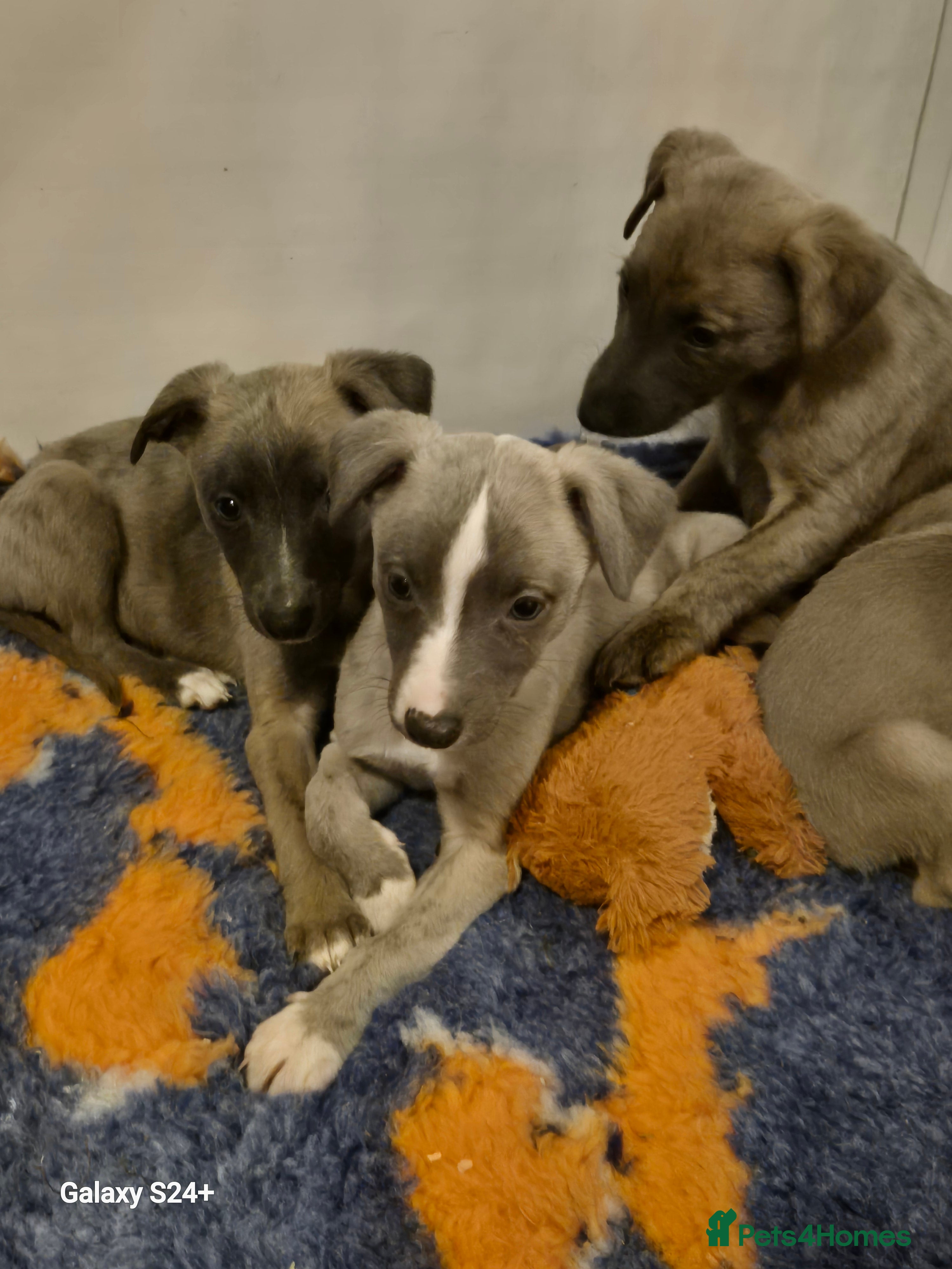 Whippet dogs Stunning whippet puppies  - Advert 1