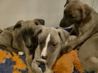 Whippet dogs Stunning whippet puppies - Advert 2