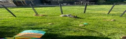 Rex rabbits for sale: Loving home needed for three beautiful bunnies 🐰  - Advert 5