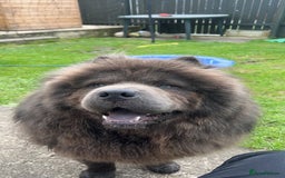 Chow Chow dogs for stud: BLUE GORGEOUS CHOW CHOW - Image 2