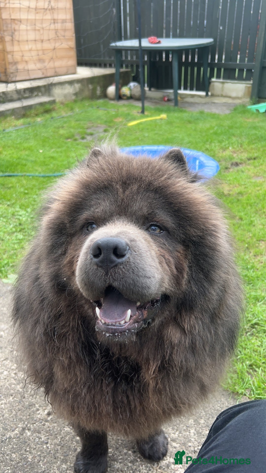 Chow Chow dogs for stud: BLUE GORGEOUS CHOW CHOW - Image 2