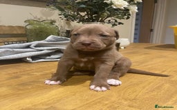 Mixed Breed dogs for sale: 9 Gorgeous pups looking for their forever home - Image 30