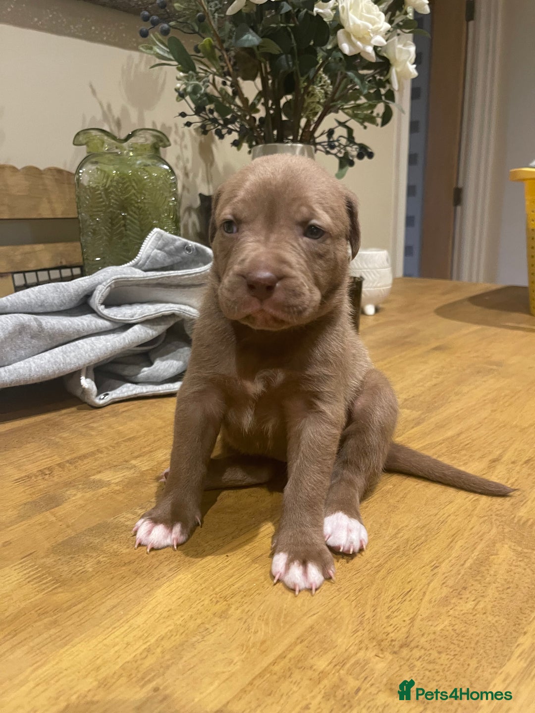 Mixed Breed dogs for sale: 9 Gorgeous pups looking for their forever home - Image 30
