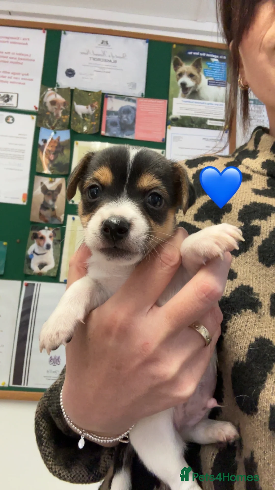 Jack Russell dogs for sale: True miniature Jack Russell’s  - Advert 1