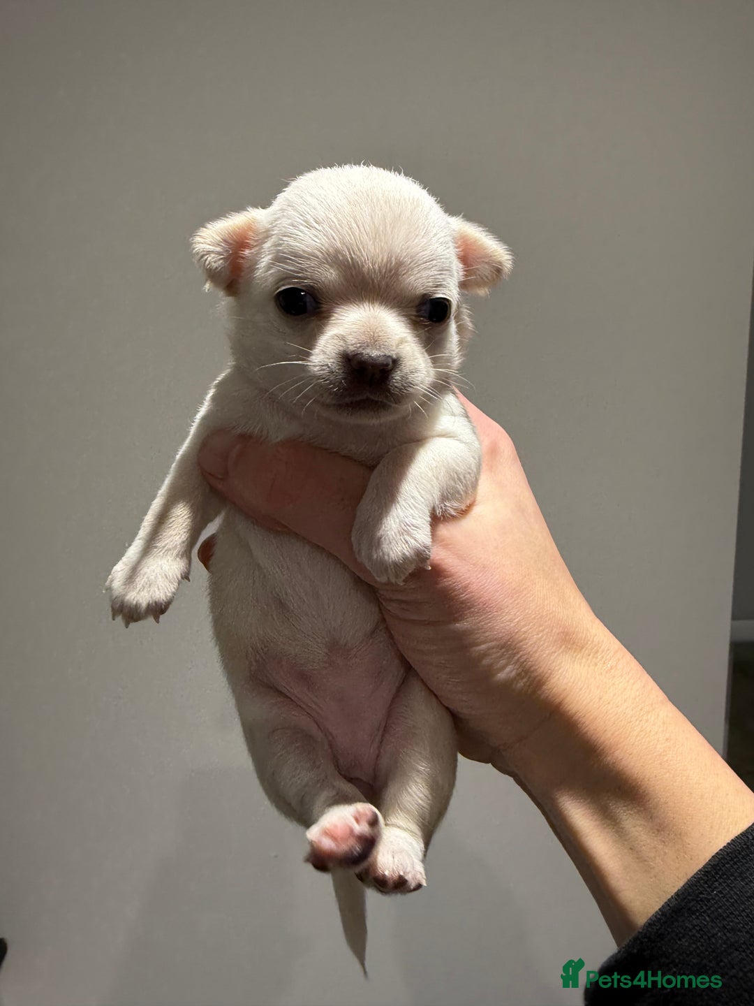 Chihuahua dogs for sale: Stunning smooth coat chihuahuas  - Advert 12