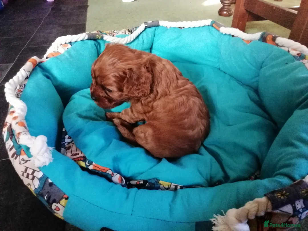 Cavapoo dogs for sale:  Cavapoo  - Advert 22