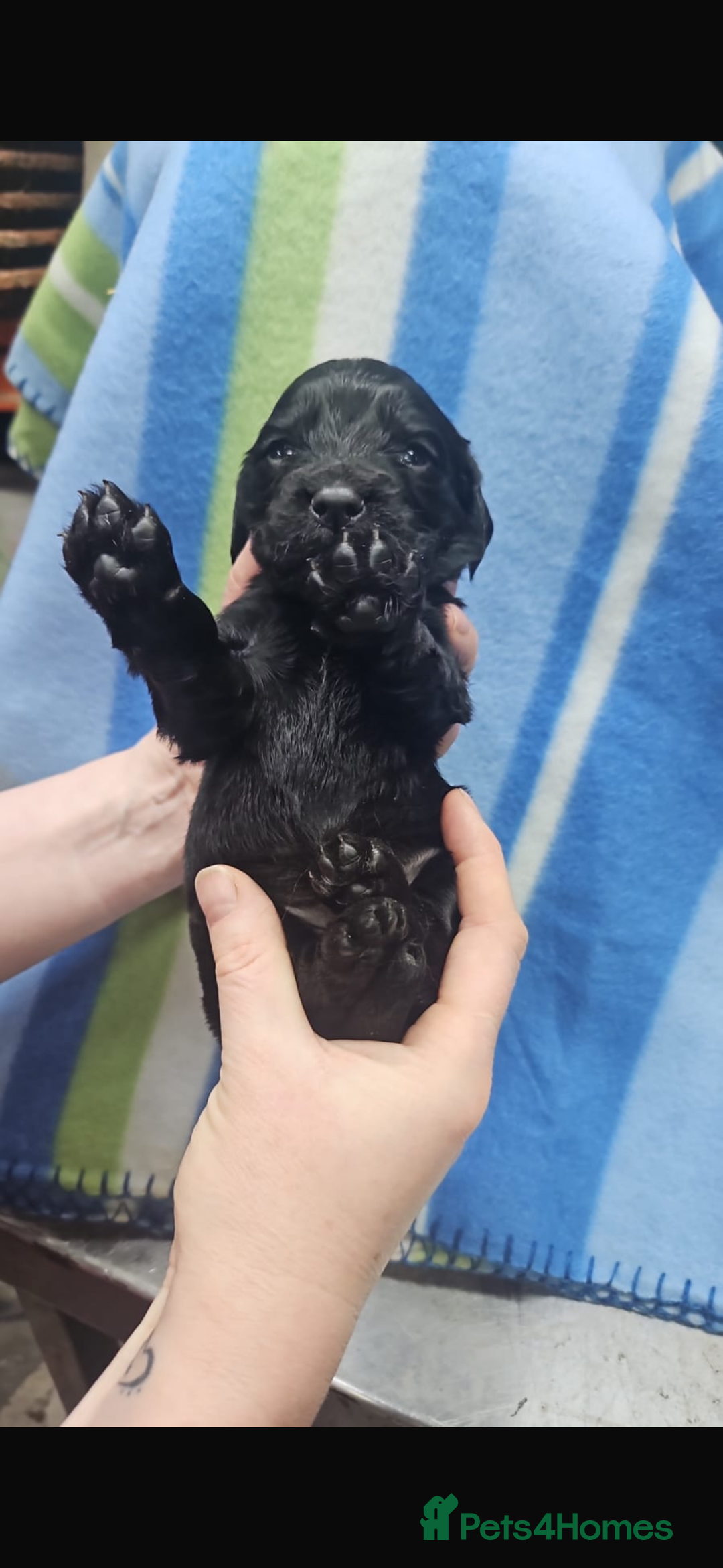 Cocker Spaniel dogs for sale: Cocker spaniels  in Beith - Image 1