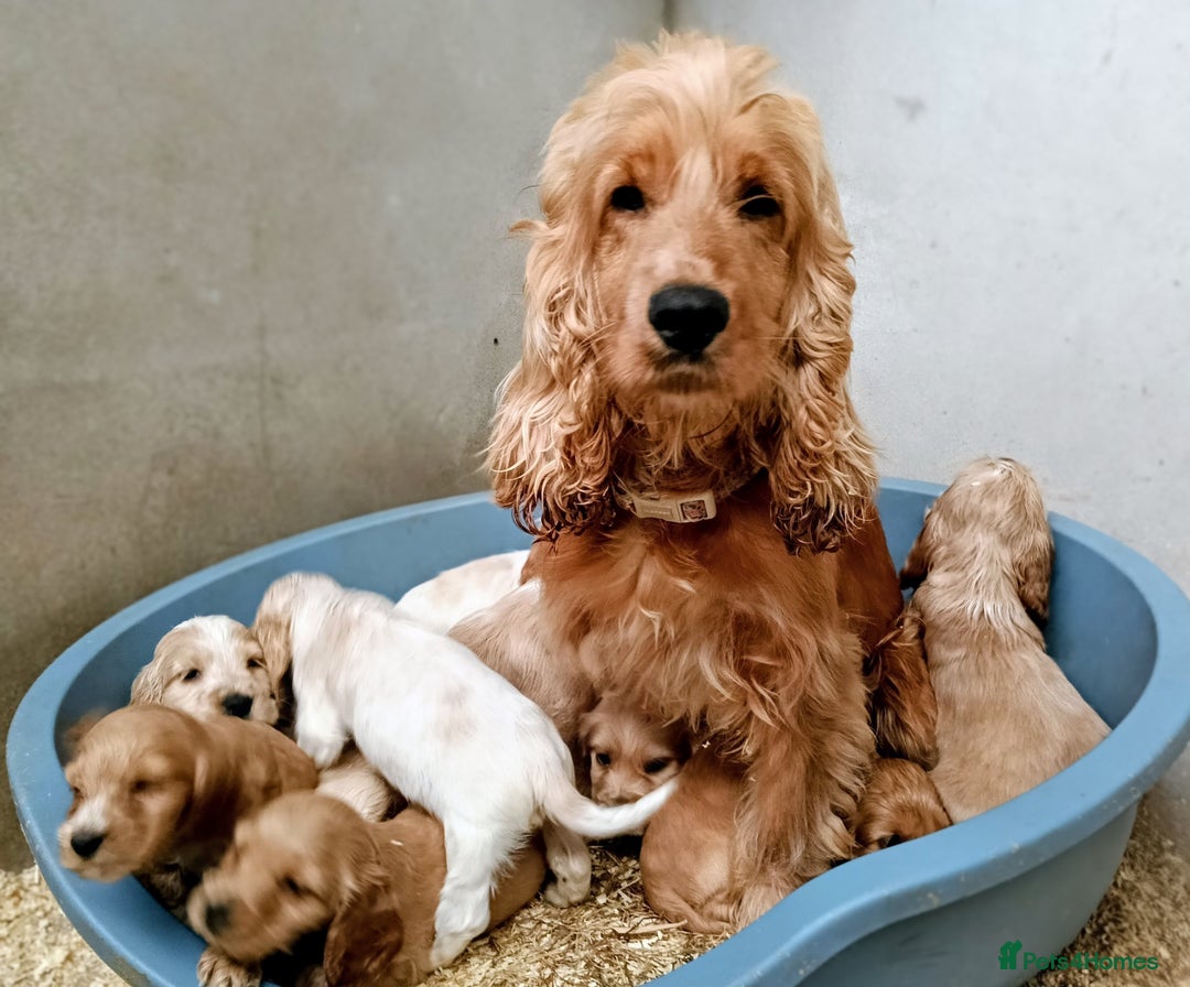 Cocker Spaniel dogs for sale: ❤️Adorable Quality Show Type Cocker Spaniels 🩵 - Image 11