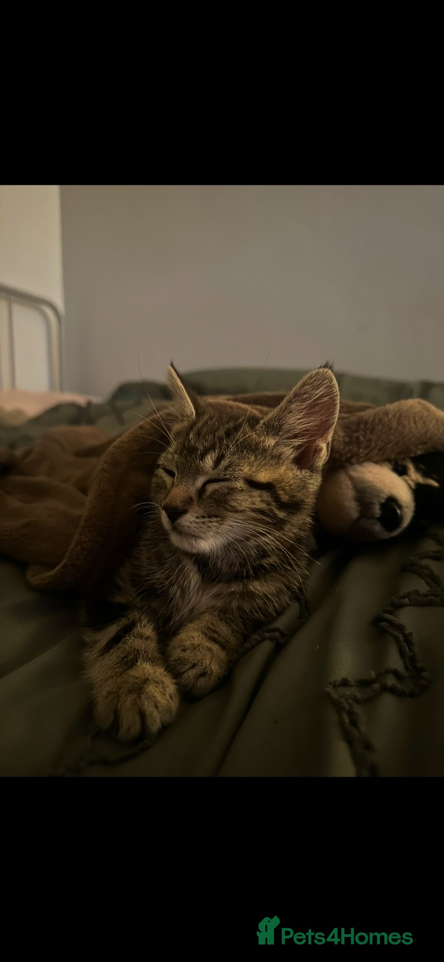 Domestic Shorthair cats Tabby 6 Month old Kitten for rehoming - Advert 2