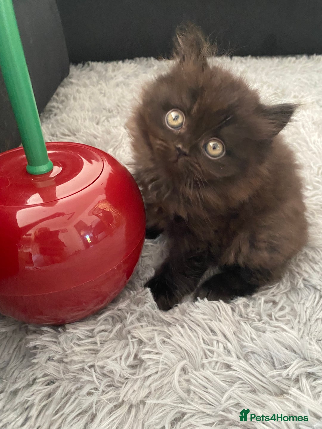 British Shorthair cats for sale: Beautiful British Short Hair Kittens in Coventry - Image 8
