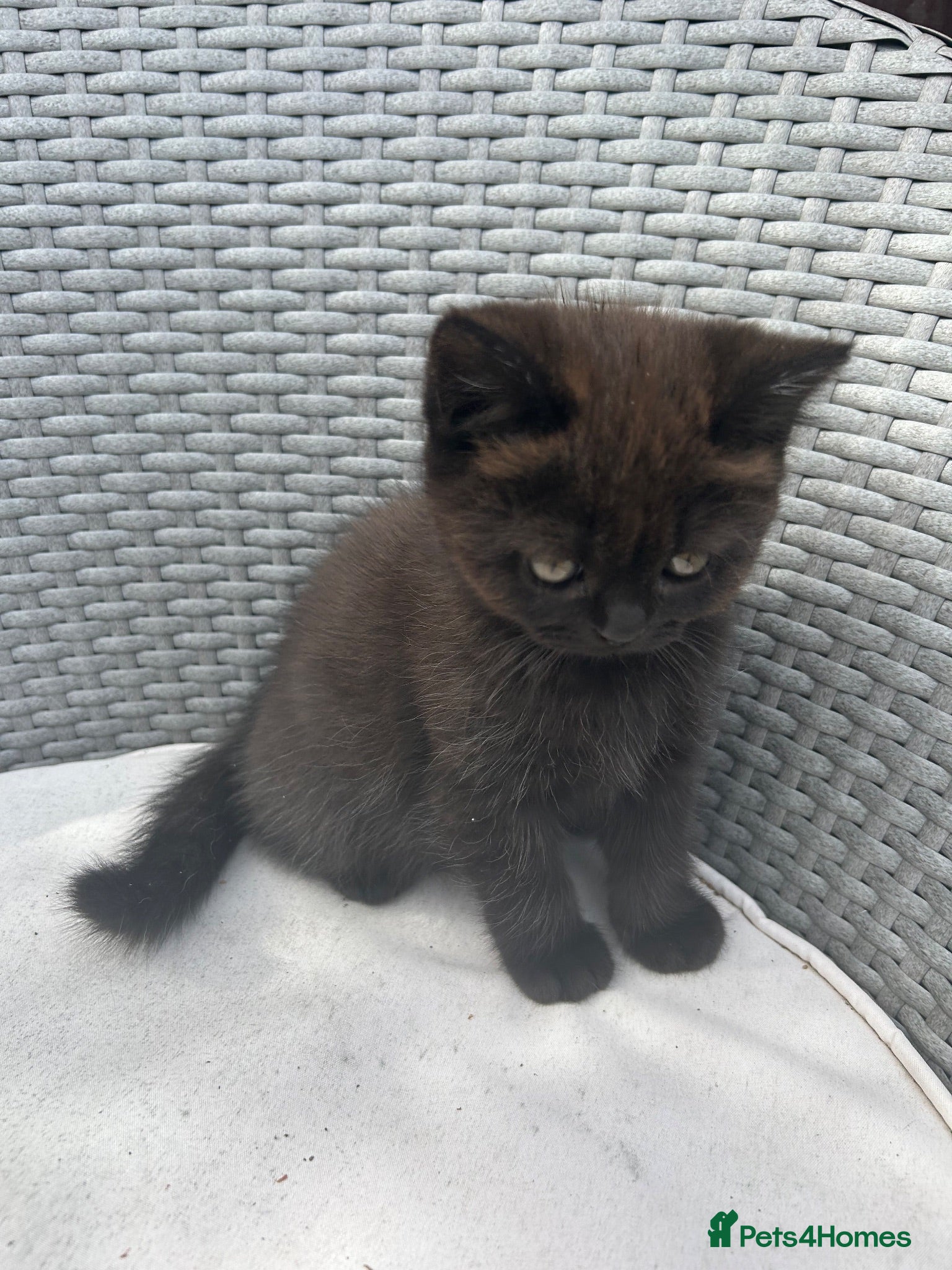 Mixed Breed cats Beautiful British shorthair/persian kittens - Advert 2