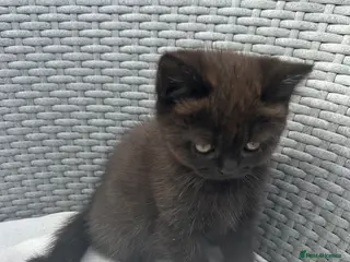 Mixed Breed cats Beautiful British shorthair/persian kittens - Advert 2