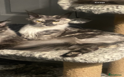 Maine Coon cats for sale: Maincoon - Image 2
