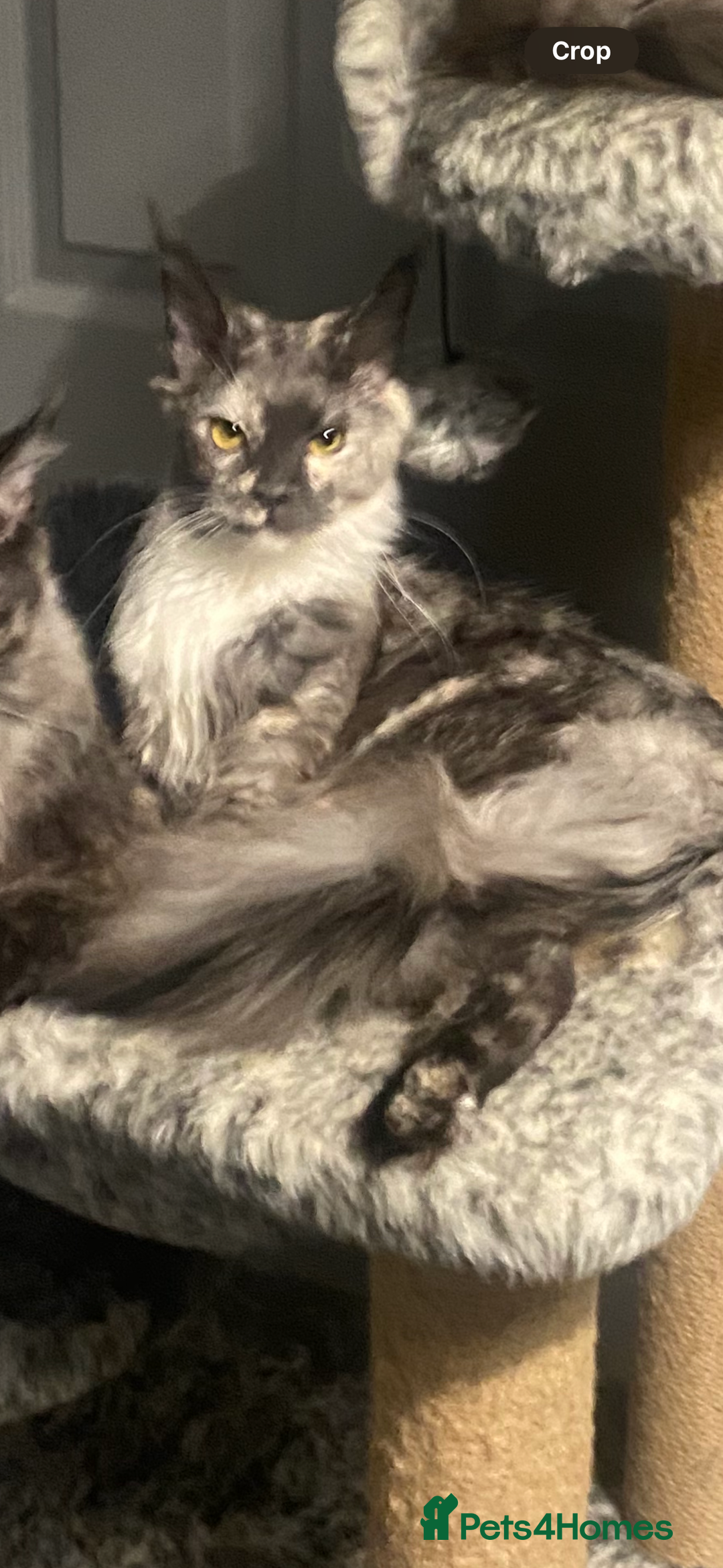 Maine Coon cats for sale: Maincoon - Image 2