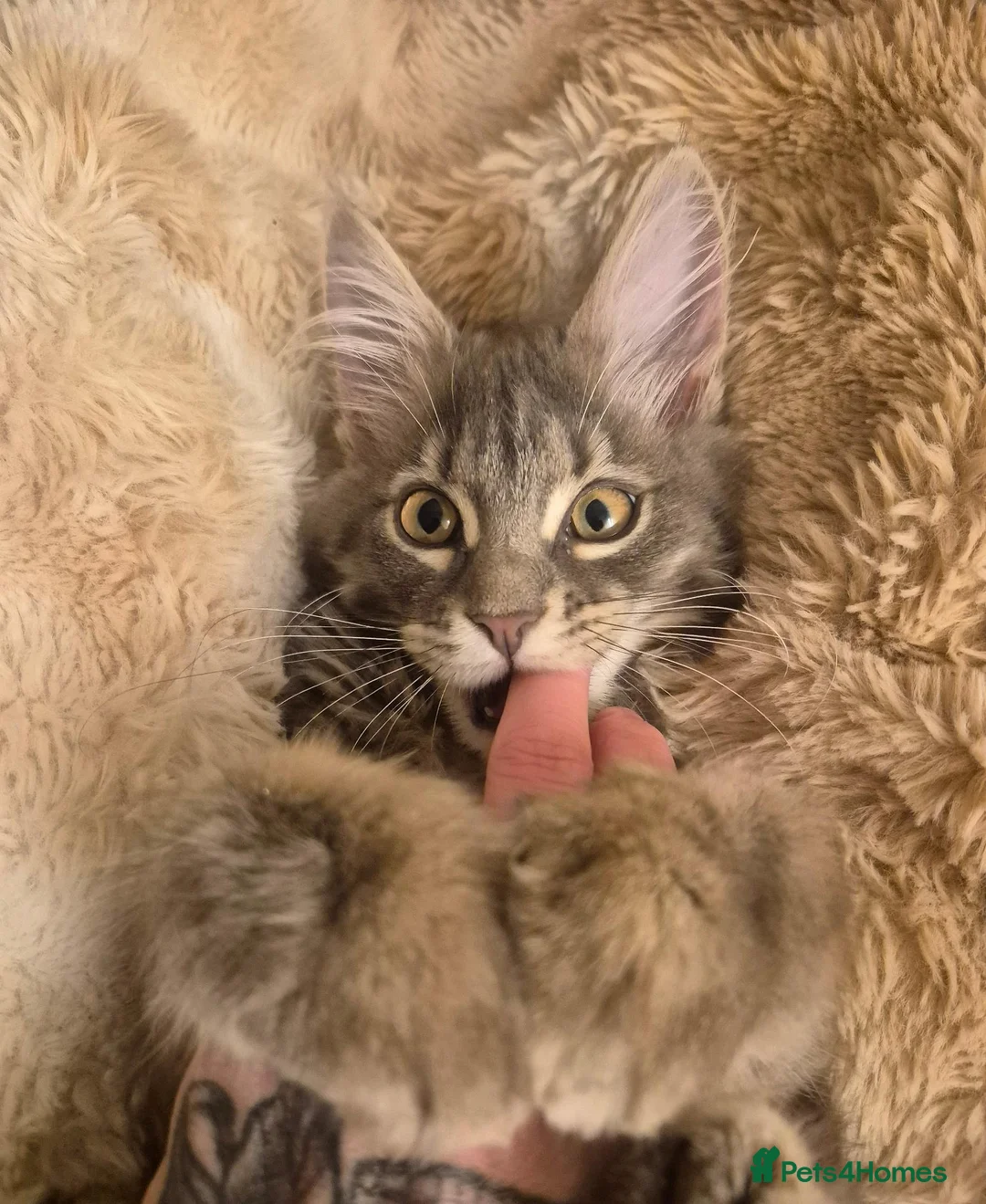 Maine Coon cats for sale:  Final 2 Majestic Maine coons - Advert 1